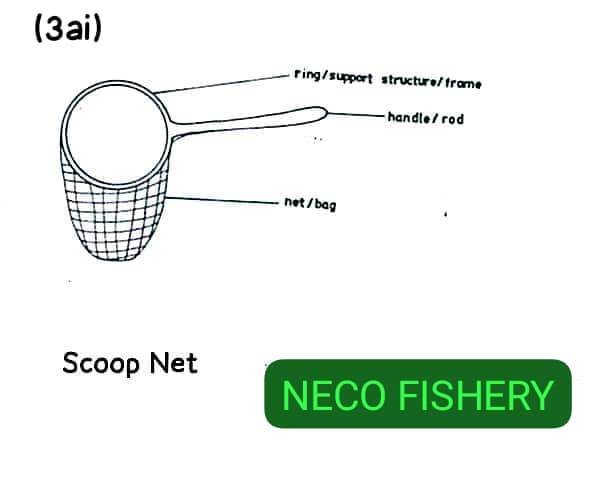 NECO Fisheries Essay And Obj Questions And Answers 2025